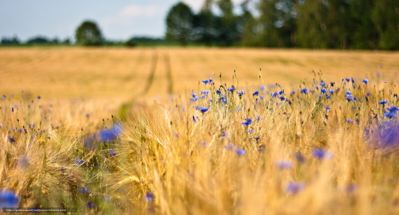 Blue flowers in a wheat field