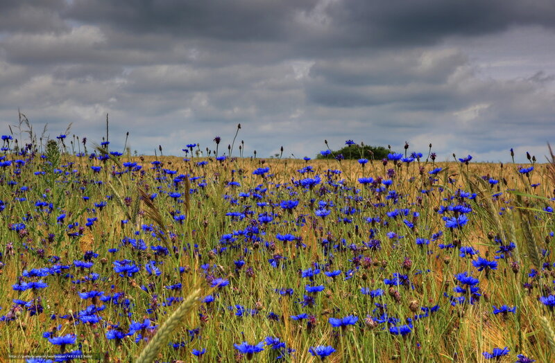 Blue flowers in a wheat field
