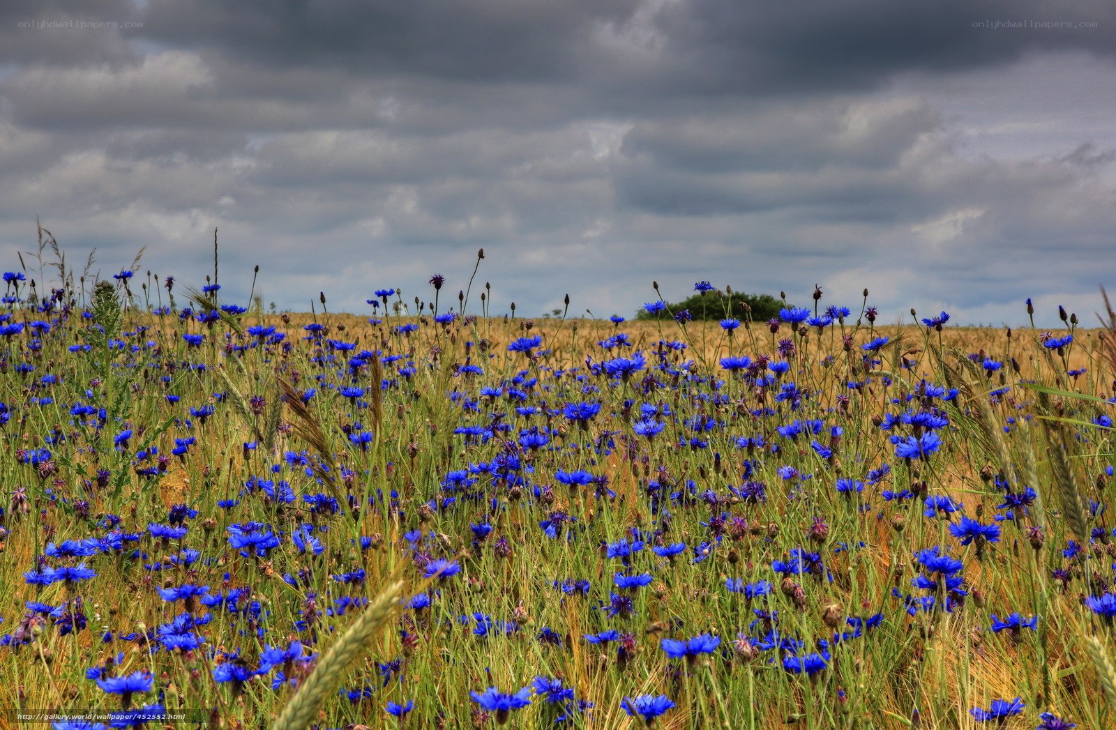 Blue flowers in a wheat field