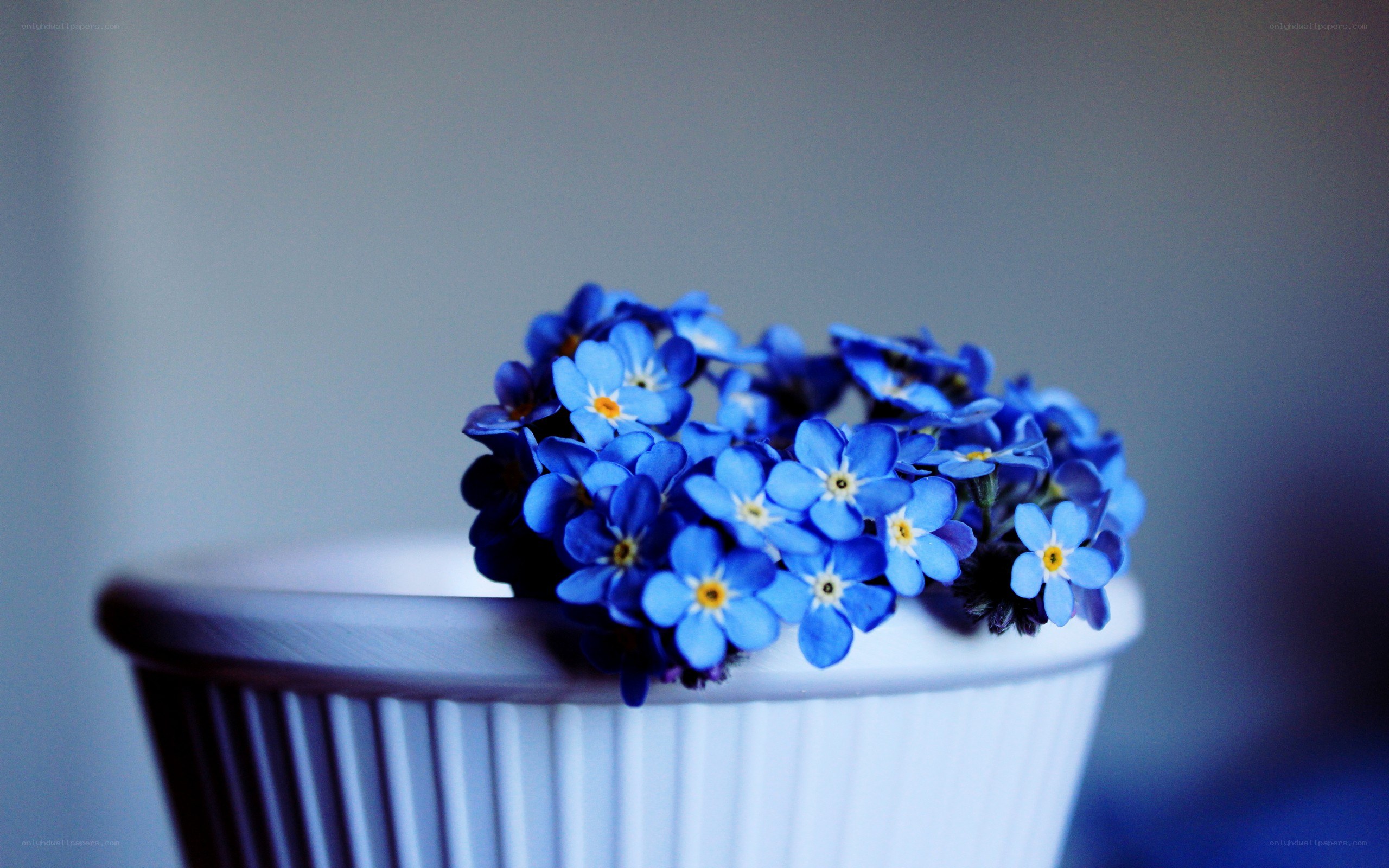 blue flowers in a white pot