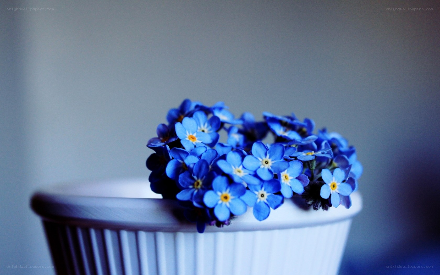 Blue flowers in a white pot