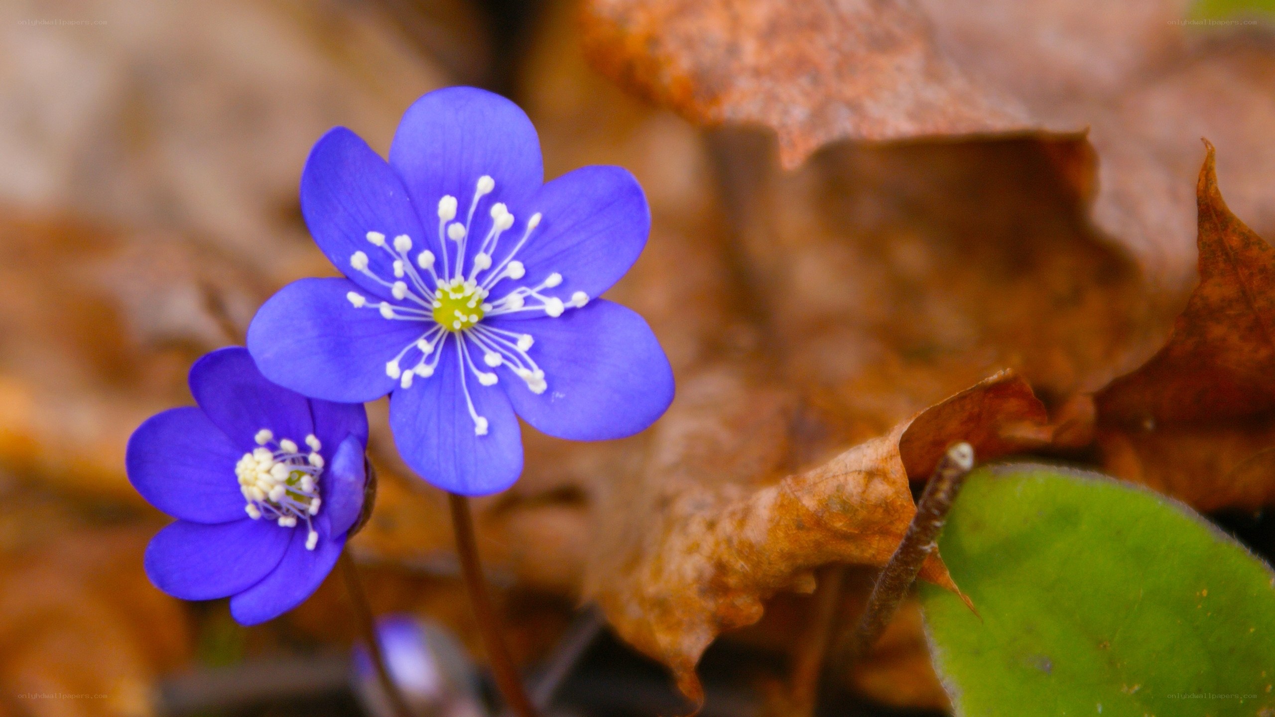 Blue flowers in autumn leaves