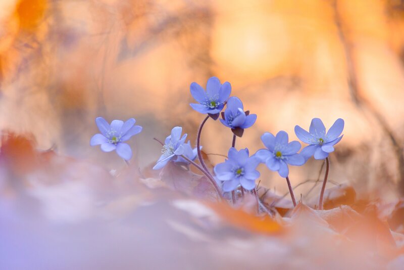 Blue Flowers in Autumn