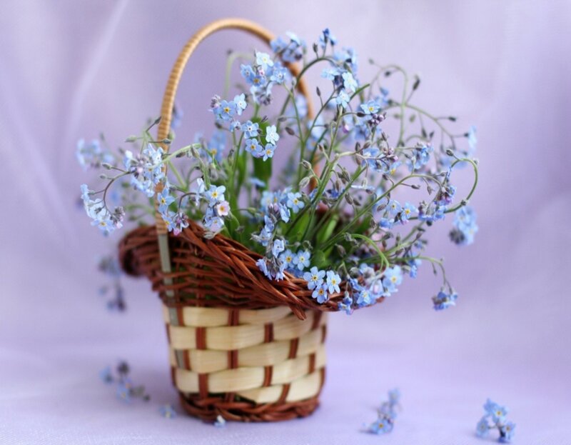Blue Flowers in Basket — Purple, Serene