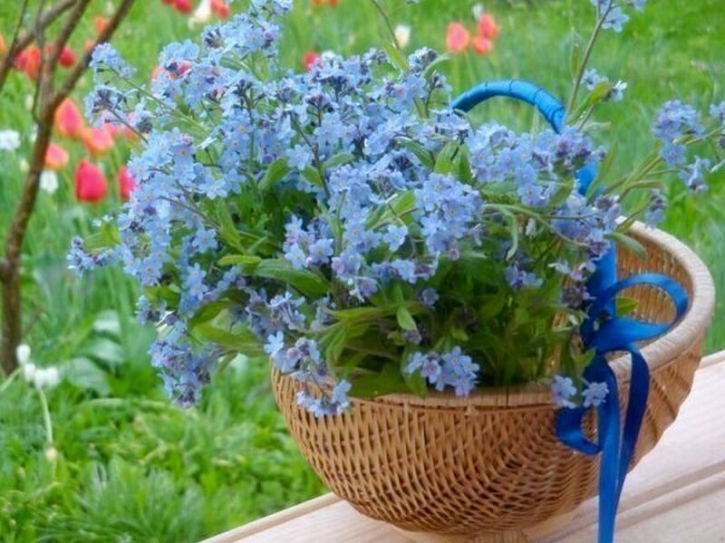 Blue Flowers in Basket — Serene, Spring