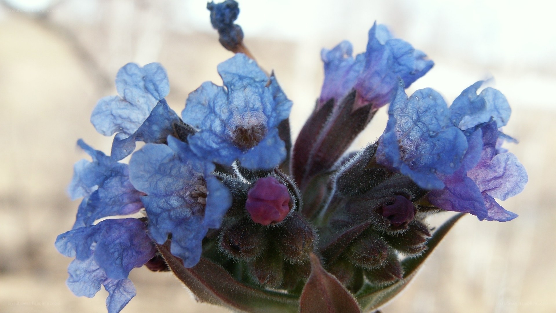 blue flowers in bloom