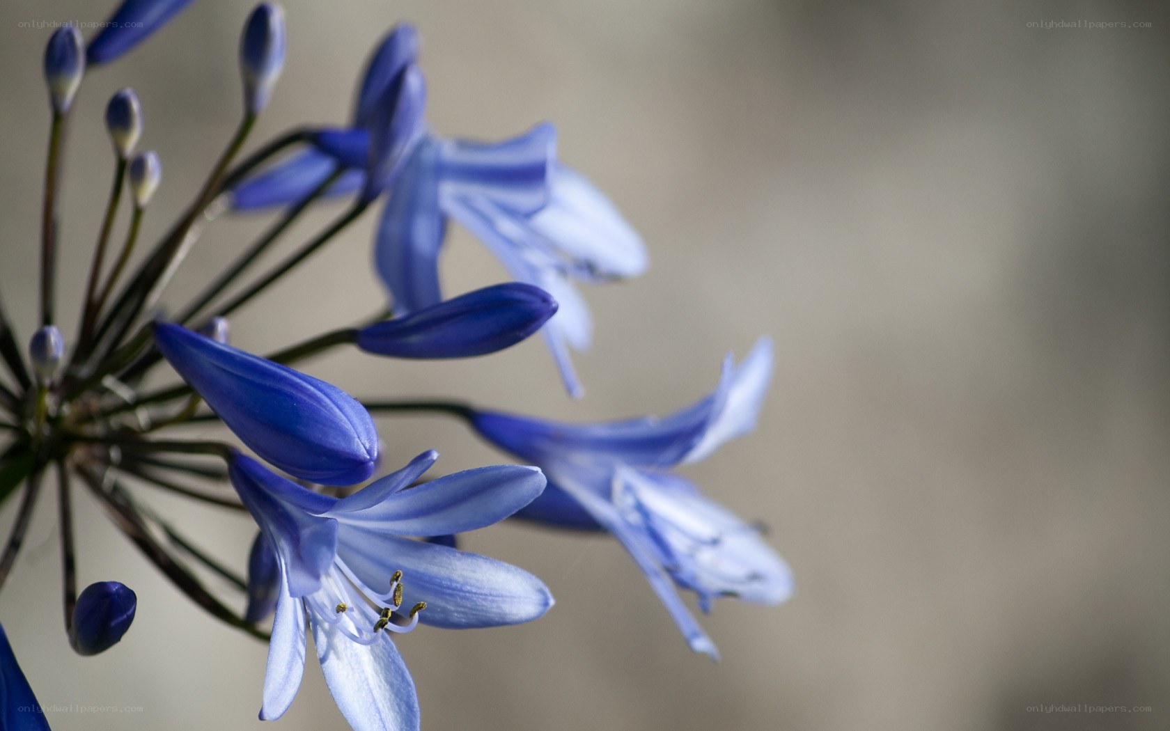 blue flowers in bloom