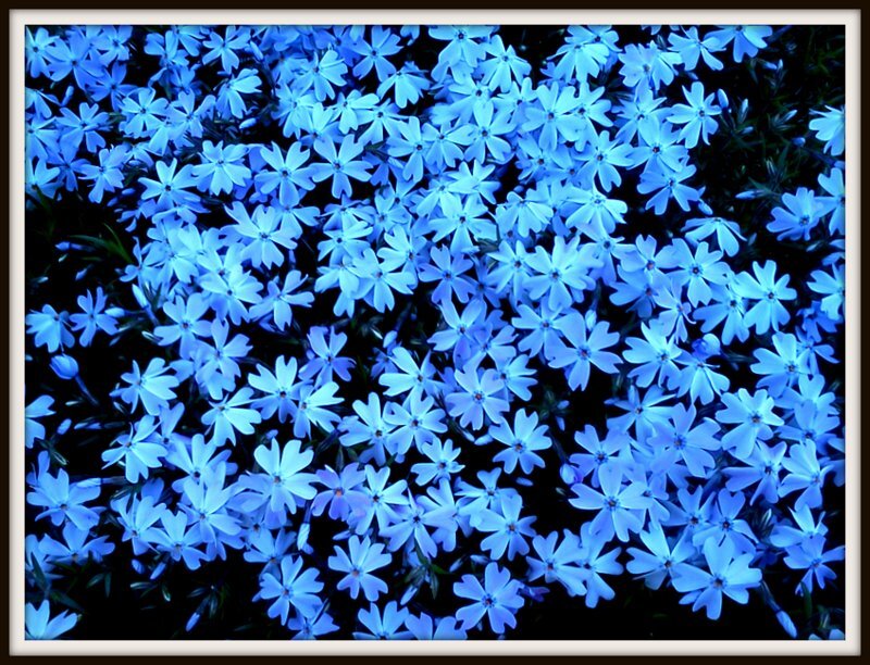 Blue Flowers in Bloom — Calm, Night