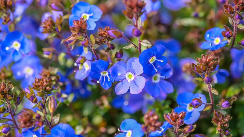 Blue Flowers in Bloom — Calm, Spring