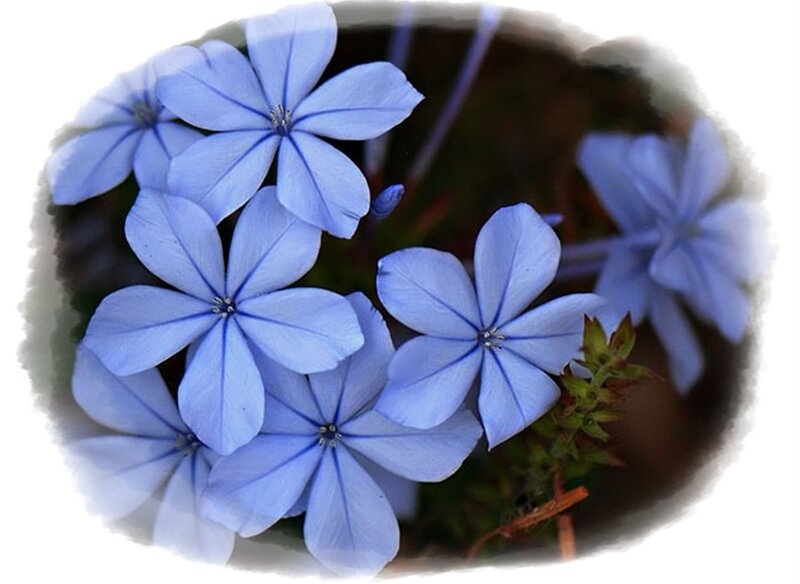 Blue Flowers in Bloom — Calm