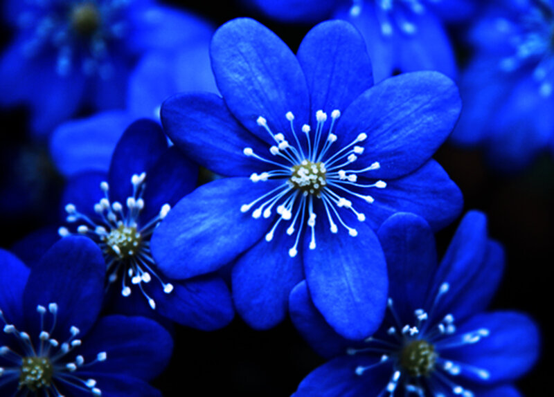 Blue Flowers in Bloom — Dramatic