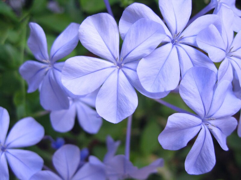 Blue Flowers in Bloom — Purple