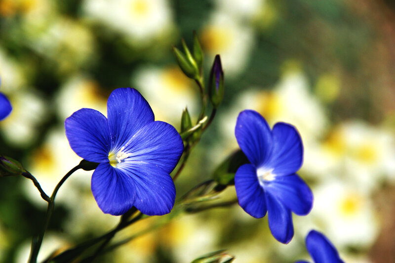 Blue Flowers in Bloom — Serene, Afternoon