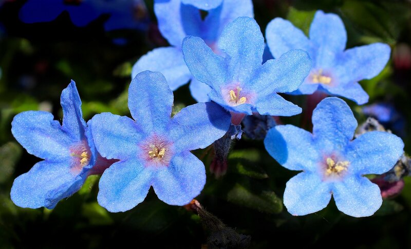 Blue Flowers in Bloom — Serene, Morning