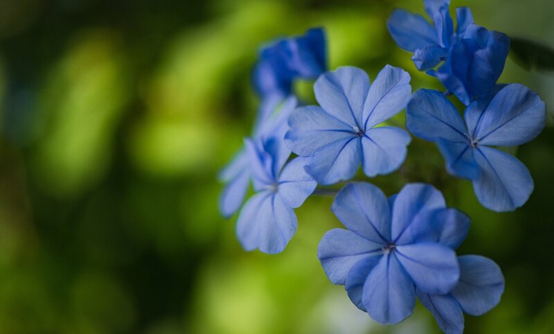 Blue Flowers in Bloom — Serene, Photograph, Green Leaves