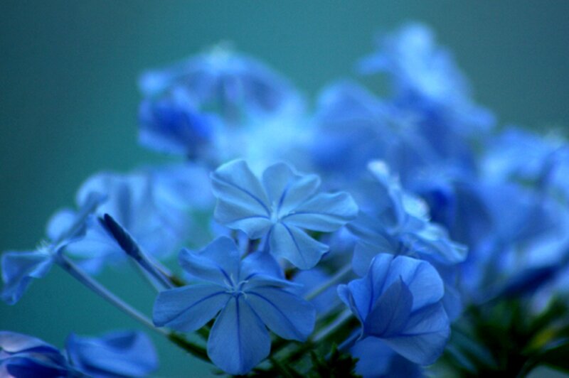 Blue Flowers in Bloom — Serene, Photograph, Greenery