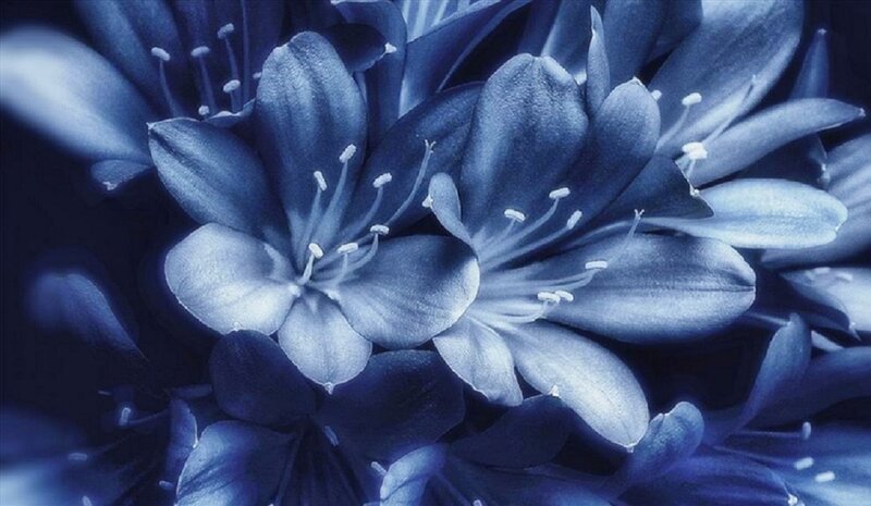 Blue Flowers in Bloom — Serene, Photograph, Petals, Stamen