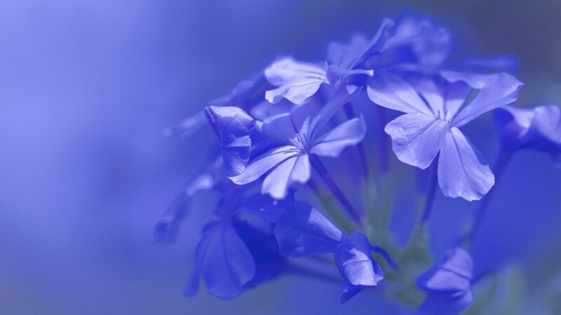 Blue Flowers in Bloom — Serene, Photograph, Petals, Stem