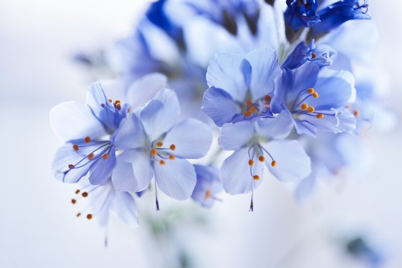Blue Flowers in Bloom — Serene, Photograph, Petals