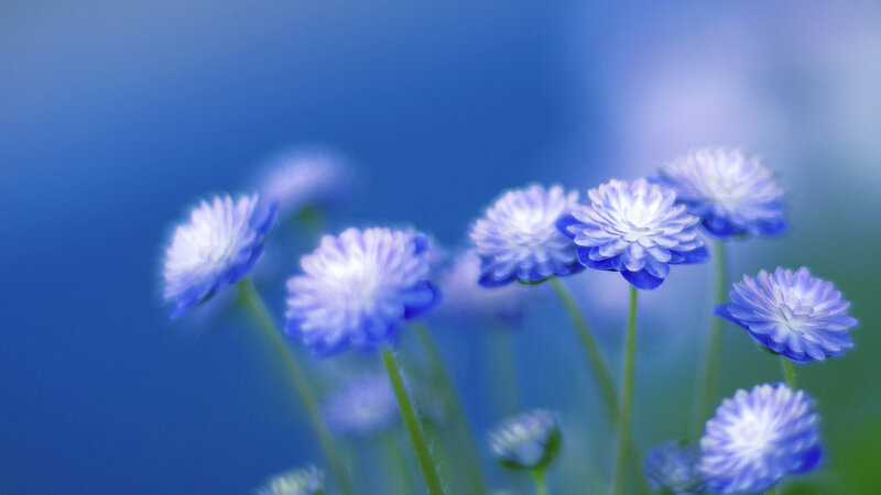 Blue Flowers in Bloom — Serene, Photograph, Stems