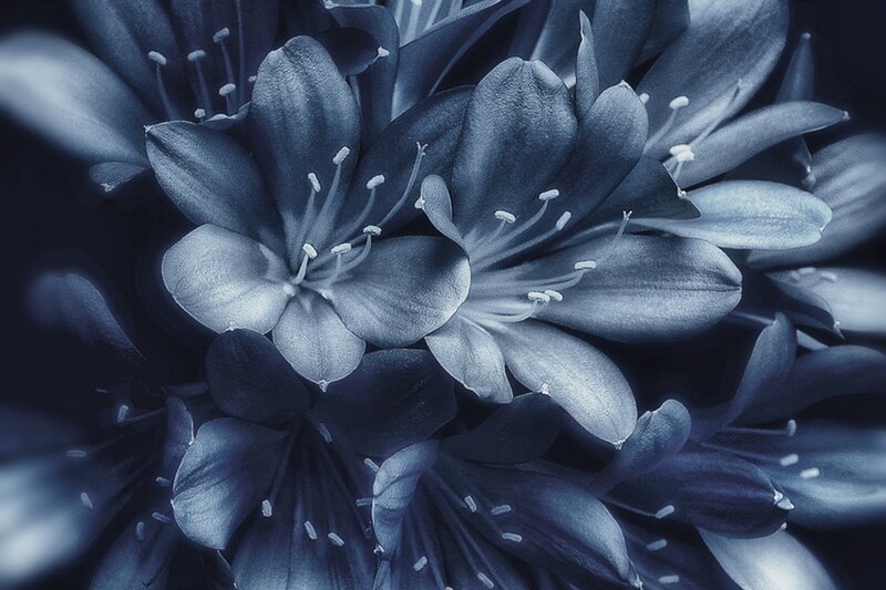 Blue Flowers in Bloom — Serene, Photograph