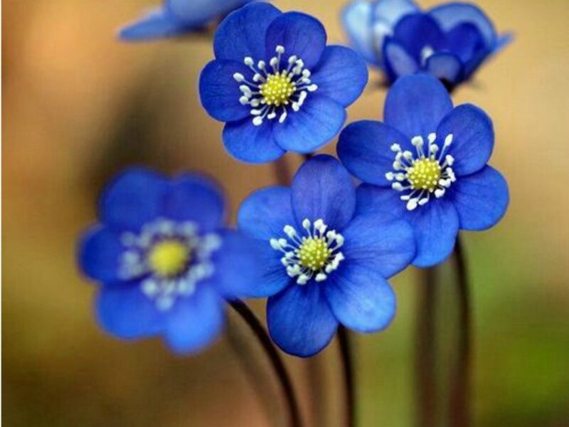 Blue Flowers in Bloom — Serene, Spring, Photograph, Stems