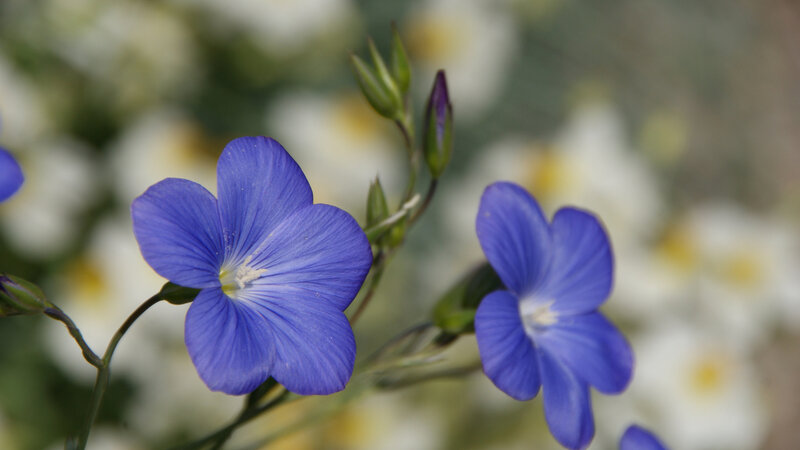 Blue Flowers in Bloom — Serene, Spring, Photograph