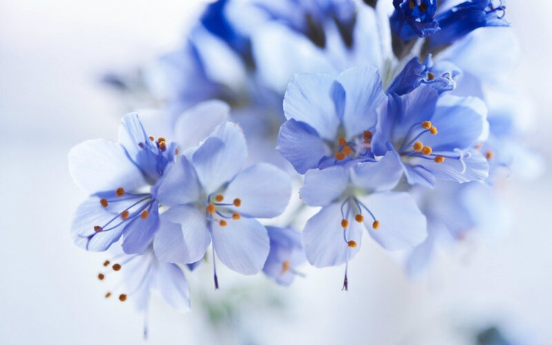Blue Flowers in Bloom — Serene, Spring