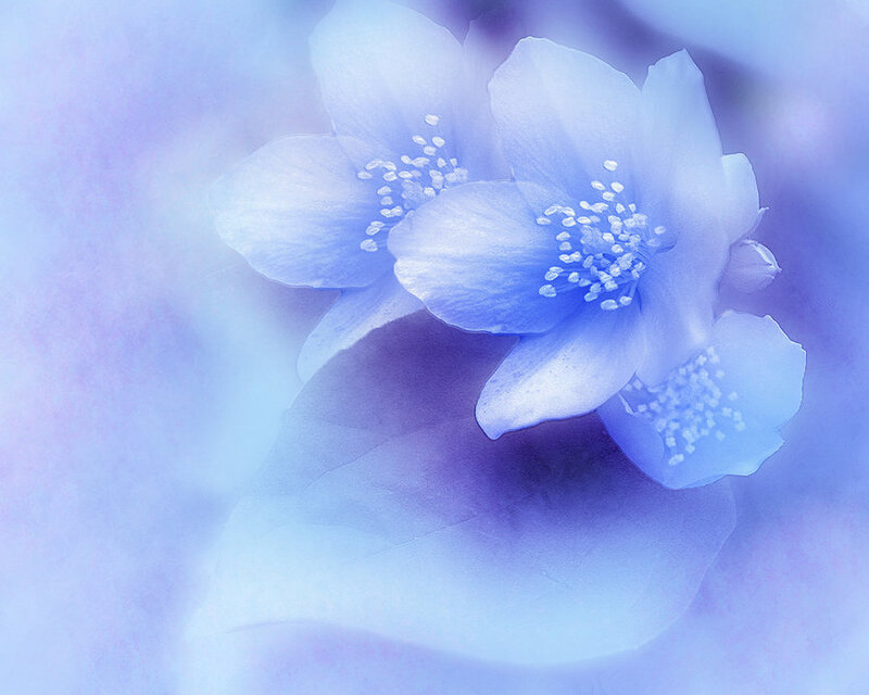 Blue Flowers in Bloom — Serene