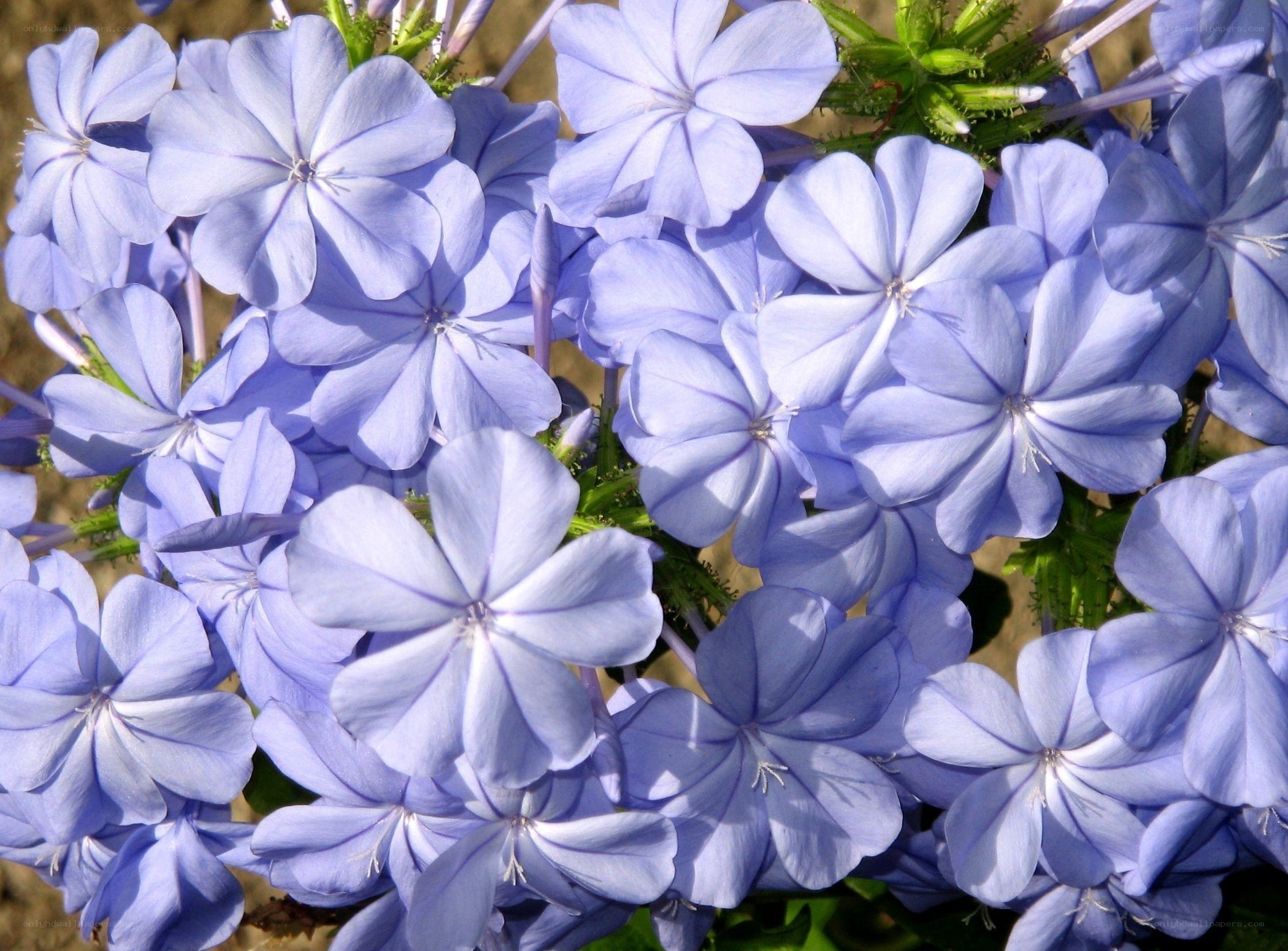 blue flowers in bloom