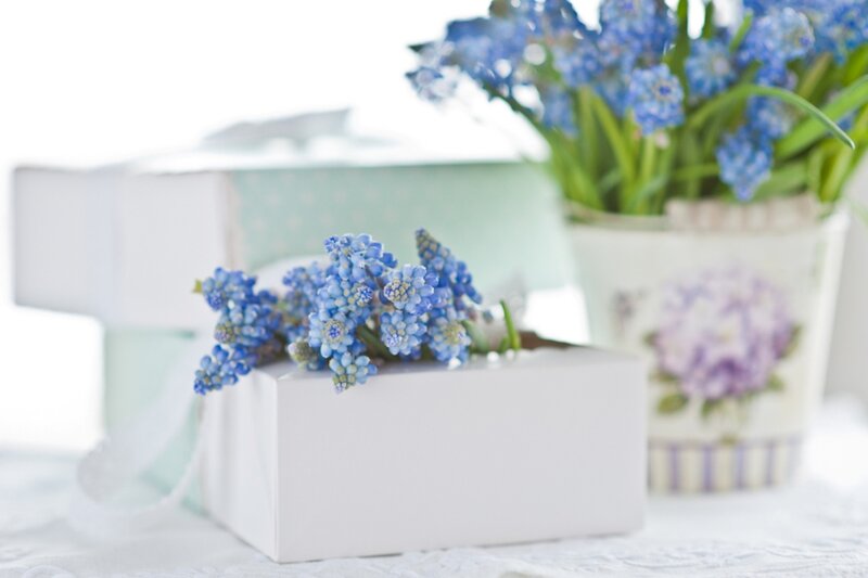 Blue Flowers in Boxes
