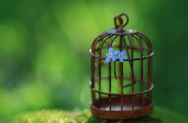 Blue Flowers in Cage