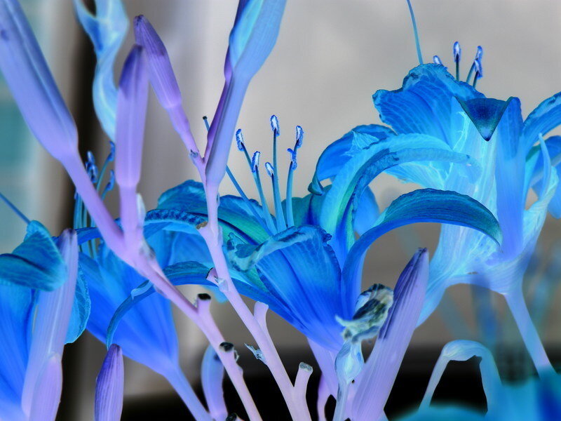 Blue flowers in close-up