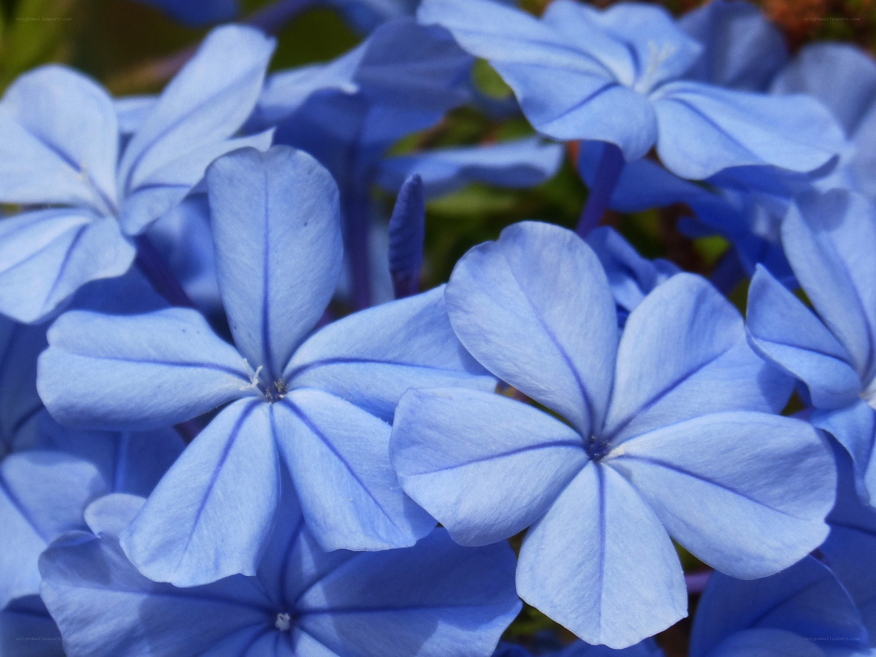 Blue flowers in close-up