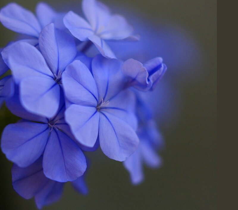 Blue Flowers in Cluster — Calm