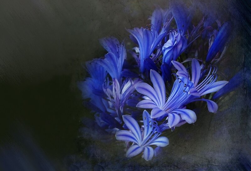 Blue Flowers in Cluster — Dramatic, Digital Art