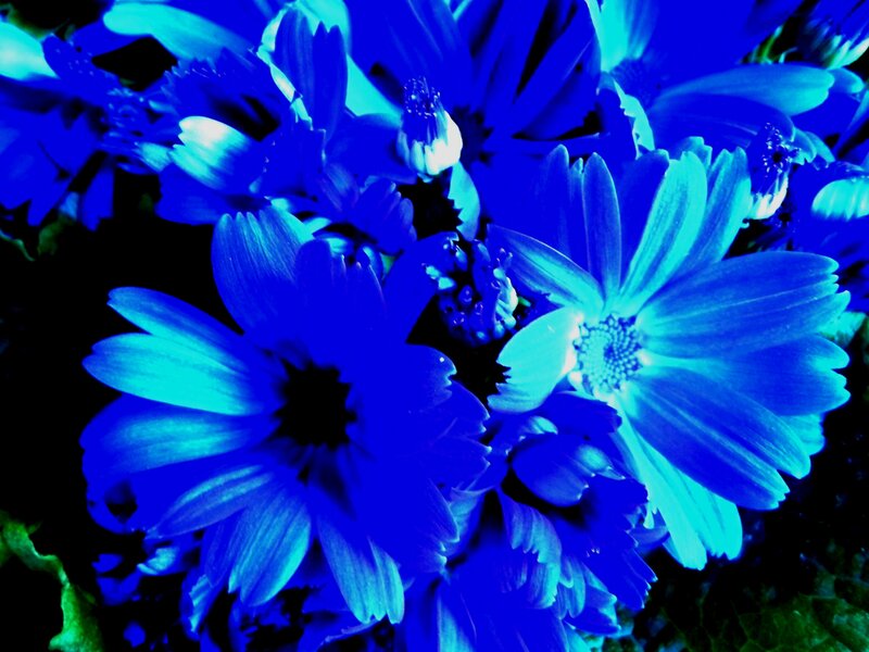 Blue Flowers in Cluster — Dramatic