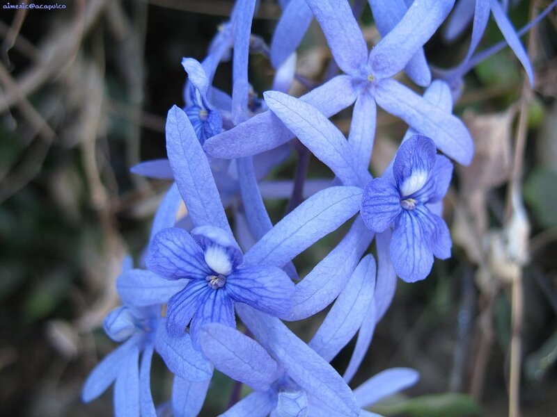 Blue Flowers in Cluster