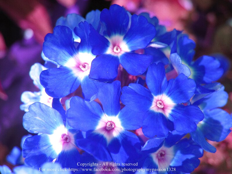 Blue Flowers in Cluster — Vibrant