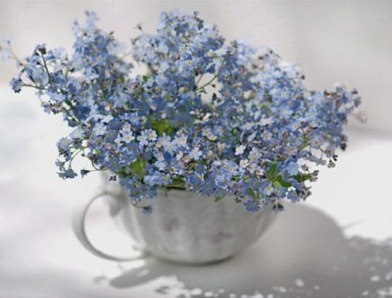 Blue Flowers in Cup — Serene