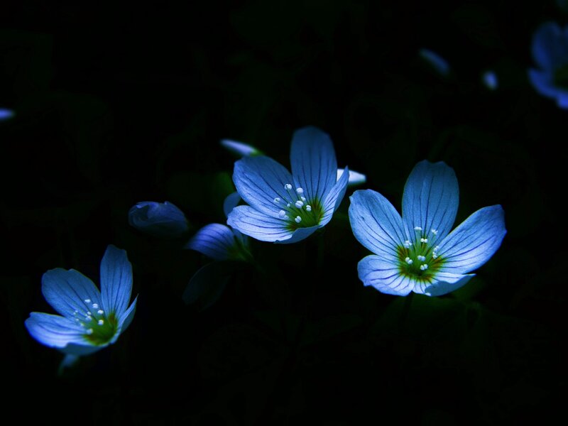 Blue Flowers in Dark — Dramatic, Night