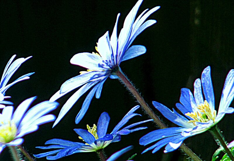 Blue Flowers in Dark — Dramatic