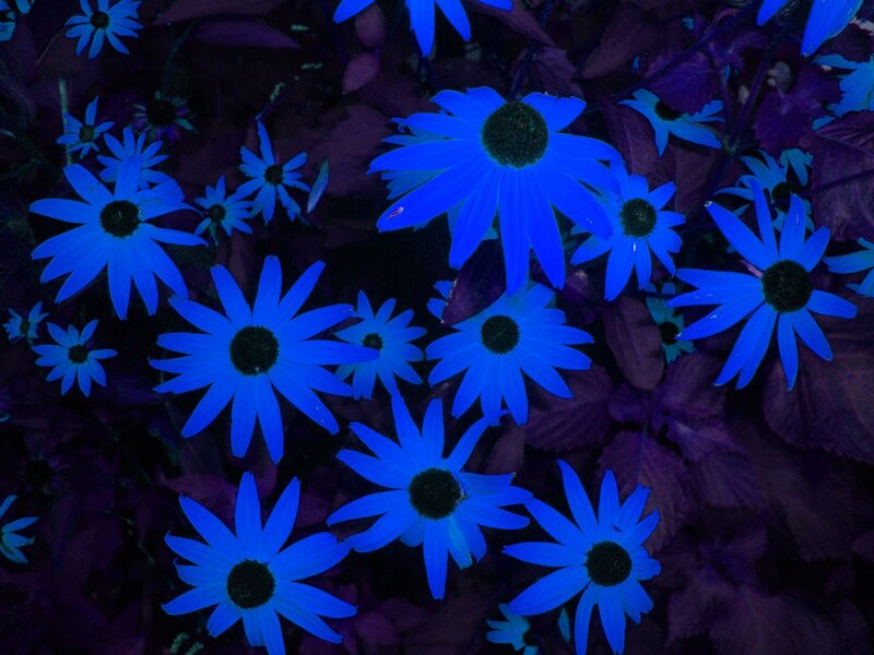 Blue Flowers in Dark Leaves