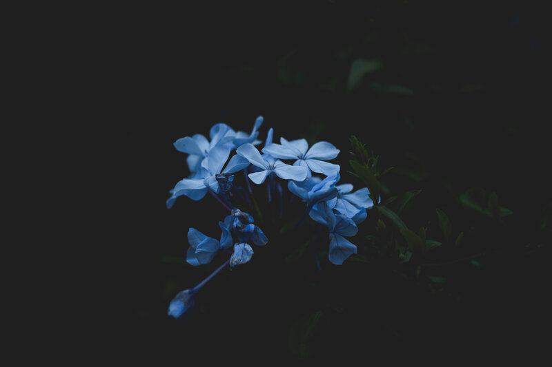 Blue Flowers in Dark — Night