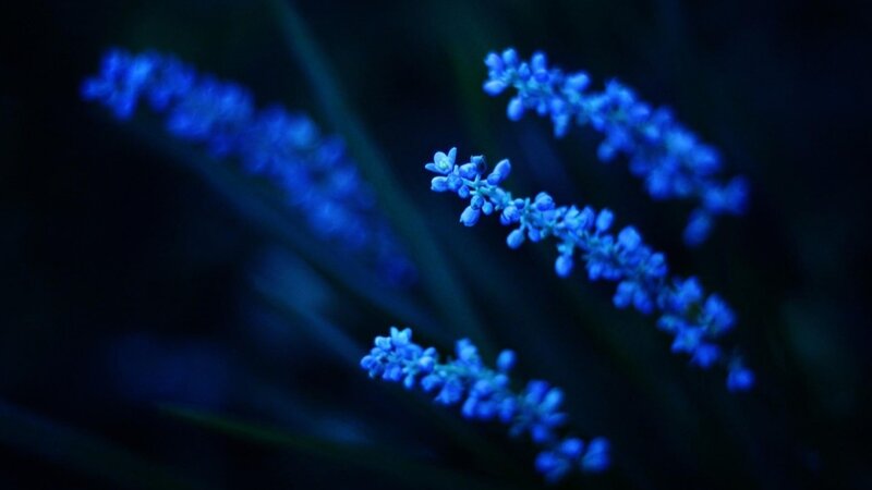 Blue Flowers in Dark — Serene, Night