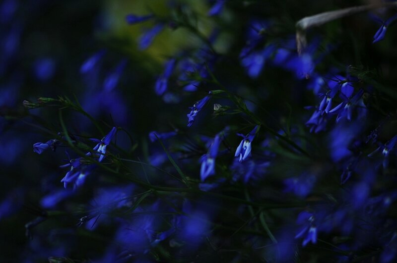 Blue Flowers in Dark