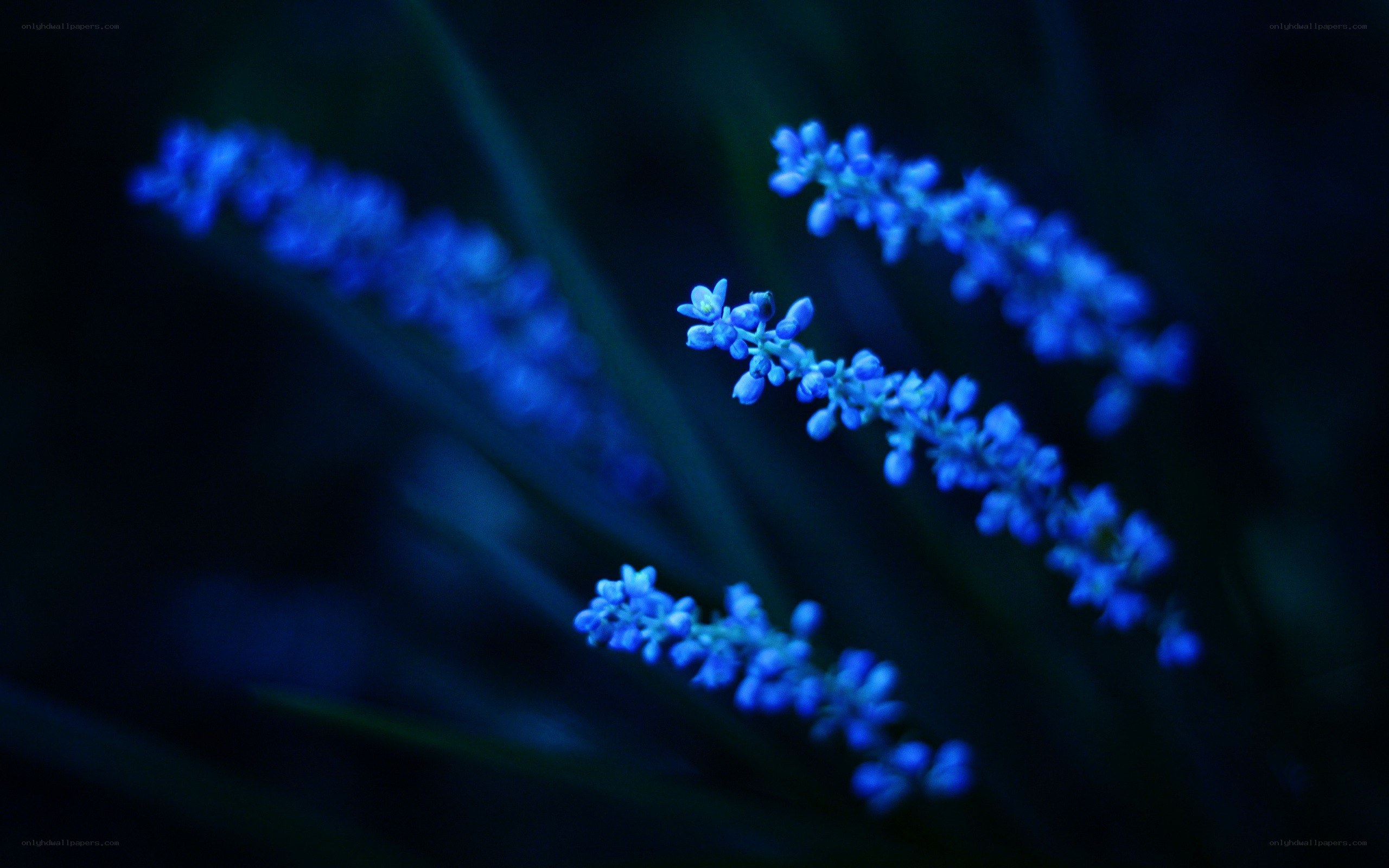 blue flowers in darkness