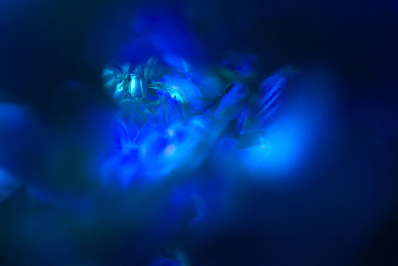 Blue Flowers in Darkness — Mysterious