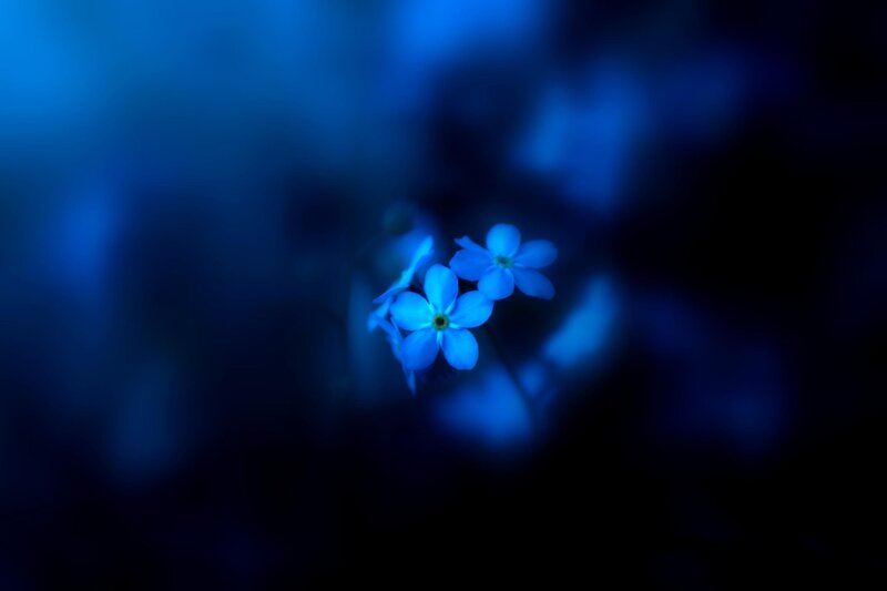 Blue Flowers in Darkness — Serene