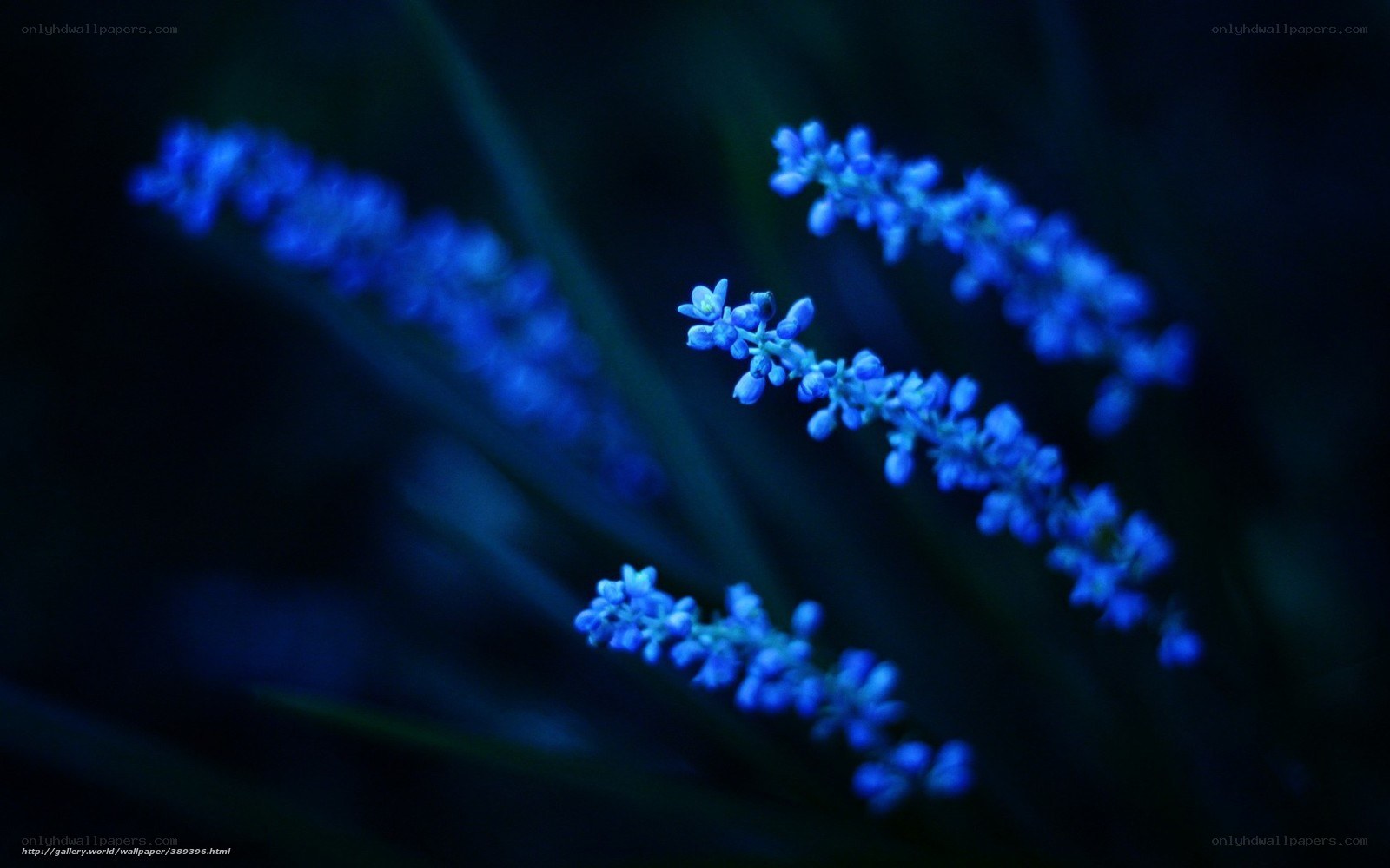 Blue flowers in darkness